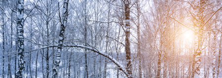Birch grove after a snowfall on a winter cloudy day. Sunlight breaking through the branches. Birch branches covered with stuck snow.の写真素材