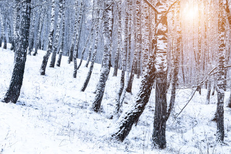Birch grove after a snowfall on a winter cloudy day. Sunlight breaking through the branches. Birch branches covered with stuck snow.の写真素材