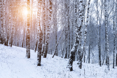 Birch grove after a snowfall on a winter cloudy day. Sunlight breaking through the branches. Birch branches covered with stuck snow.の写真素材