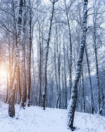 Birch grove after a snowfall on a winter cloudy day. Sunlight breaking through the branches. Birch branches covered with stuck snow.の写真素材