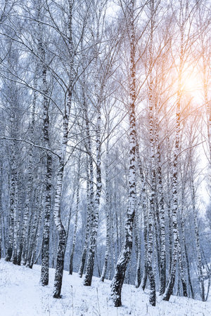 Birch grove after a snowfall on a winter cloudy day. Sunlight breaking through the branches. Birch branches covered with stuck snow.の写真素材