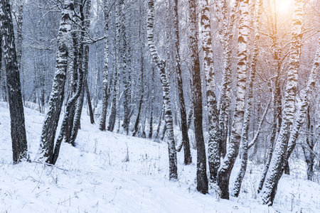 Birch grove after a snowfall on a winter cloudy day. Sunlight breaking through the branches. Birch branches covered with stuck snow.の写真素材