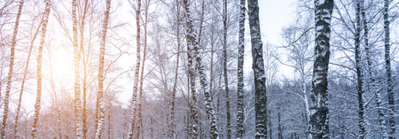 Birch grove after a snowfall on a winter cloudy day. Sunlight breaking through the branches. Birch branches covered with stuck snow.の写真素材