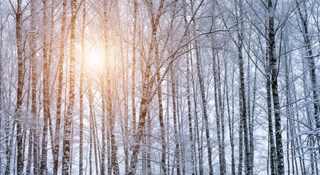 Birch grove after a snowfall on a winter cloudy day. Sunlight breaking through the branches. Birch branches covered with stuck snow.の写真素材