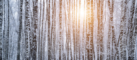 Birch grove after a snowfall on a winter cloudy day. Sunlight breaking through the branches. Birch branches covered with stuck snow.の写真素材