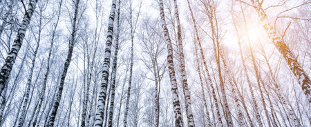 Birch grove after a snowfall on a winter cloudy day. Sunlight breaking through the branches. Birch branches covered with stuck snow.の写真素材