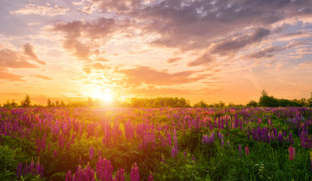 Sunrise or sunset on a field with purple lupines on a cloudy sky and birch trees in the background in springtime. Landscape.の写真素材