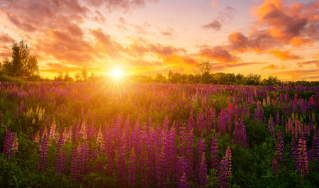Sunrise or sunset on a field with purple lupines on a cloudy sky and birch trees in the background in springtime. Landscape.の写真素材