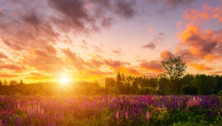 Sunrise or sunset on a field with purple lupines on a cloudy sky and birch trees in the background in springtime. Landscape.の写真素材