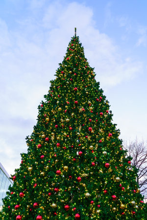 Low angle view photo of a Christmas tree on a sky background on a twilight.の写真素材