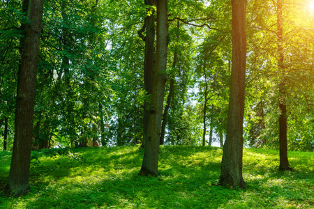 Park with lush green trees during the daytime in springtime.の写真素材