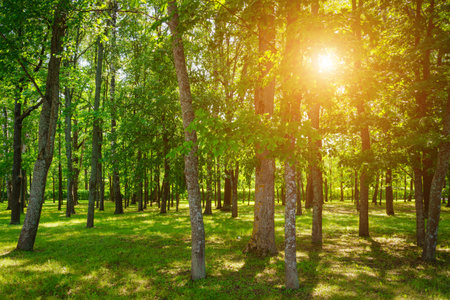 Park with lush green trees during the daytime in springtime.の写真素材