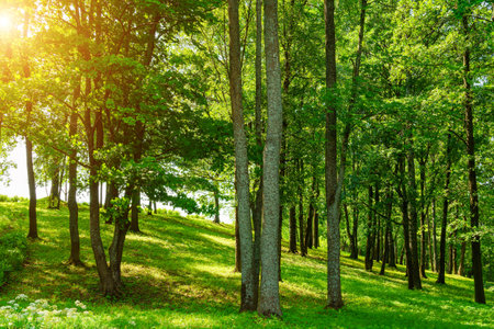 Park with lush green trees during the daytime in springtime.の写真素材