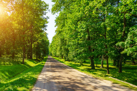 A dirt path through a park with lush green trees during the daytime in springtime.の写真素材