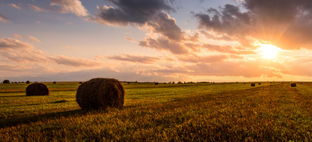 Golden sunset rolling field with hay bales. Panoramic farm landscape for agriculture and harvest season. Scenic countryside background. Rural summer nature concept.の写真素材