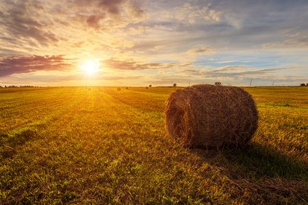 Scenic of sunset over hay bales in a field. Golden light bathes the landscape, creating a tranquil scene. For agriculture, travel and inspiring greeting card designs.の写真素材