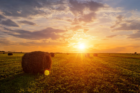 Scenic of sunset over hay bales in a field. Golden light bathes the landscape, creating a tranquil scene. For agriculture, travel and inspiring greeting card designs.の写真素材