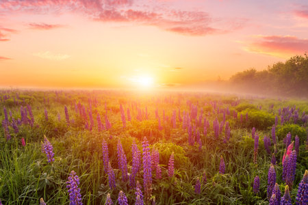 Majestic lupines field bathed in vibrant sunrise glow. Tranquil countryside scene for dreamy landscape background. Serene nature escape or ethereal spring greetings.の写真素材