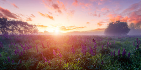 Panoramic field of a lupine flowers blooming at dawn with fog. Scenic rural meadow landscape. Sunrise sky background for postcard, calendar and spring poster.の写真素材