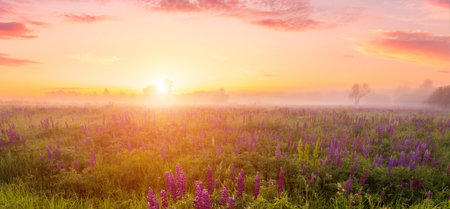Panoramic field of a lupine flowers blooming at dawn with fog. Scenic rural meadow landscape. Sunrise sky background for postcard, calendar and spring poster.の写真素材