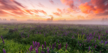 Panoramic field of a lupine flowers blooming at dawn with fog. Scenic rural meadow landscape. Sunrise sky background for postcard, calendar and spring poster.の写真素材