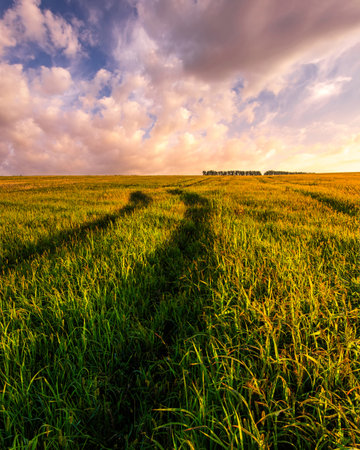 Golden hour over grain field for pastoral serenity. Sunlight illuminating wheat field with harvest bounty. Rural landscape.の写真素材