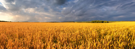 Ripe wheat field under dramatic cloudy sky. Panorama nature scenery representing harvest season and rural landscape to illustrate agriculture industry products. Rural landscape.の写真素材