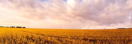 Ripe wheat field under dramatic cloudy sky. Panorama nature scenery representing harvest season and rural landscape to illustrate agriculture industry products. Rural landscape.の写真素材