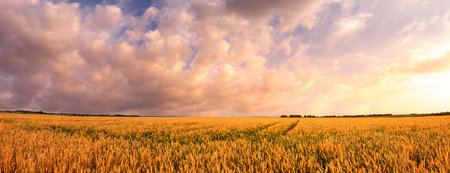 Ripe wheat field under dramatic cloudy sky. Panorama nature scenery representing harvest season and rural landscape to illustrate agriculture industry products. Rural landscape.の写真素材