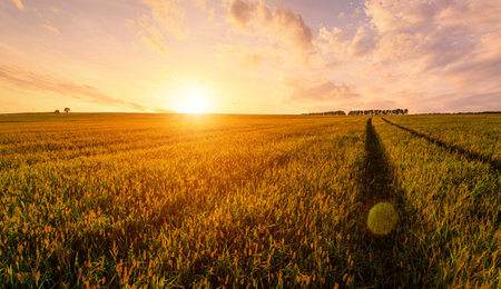 Golden hour over grain field for pastoral serenity. Sunlight illuminating wheat field with harvest bounty. Tranquil scene. Rural landscape.の写真素材
