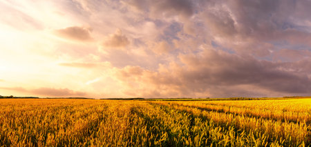 Ripe wheat field under dramatic cloudy sky. Panorama nature scenery representing harvest season and rural landscape to illustrate agriculture industry products. Rural landscape.の写真素材
