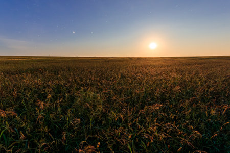 Serene rural landscape with a golden wheat field under moonlight, scenic sunset creating a breathtaking view for travel blogs, inspirational posters, and calm nature backgrounds.の写真素材