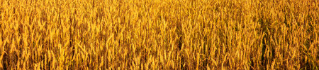 Golden wheat field panorama for harvest season ads, agriculture business promotion, organic food packaging, ecological farming banner or summer rural countryside poster.の写真素材