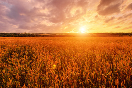 Golden wheat field under sunset sky creates a serene agricultural landscape scene and symbolizes harvest season and rural beauty for background, wallpaper. Rural landscape.の写真素材