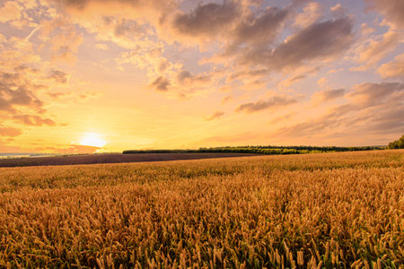 Golden wheat field under sunset sky creates a serene agricultural landscape scene and symbolizes harvest season and rural beauty for background, wallpaper. Rural landscape.の写真素材