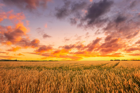 Golden wheat field under sunset sky creates a serene agricultural landscape scene and symbolizes harvest season and rural beauty for background, wallpaper. Rural landscape.の写真素材