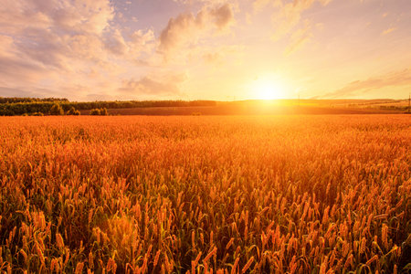 Golden wheat field under sunset sky creates a serene agricultural landscape scene and symbolizes harvest season and rural beauty for background, wallpaper. Rural landscape.の写真素材