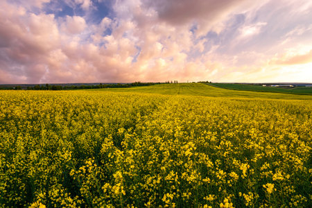 Yellow bright flowers in a bloom in a field of rapeseed at sunset light, creating a beautiful summer landscape.の写真素材
