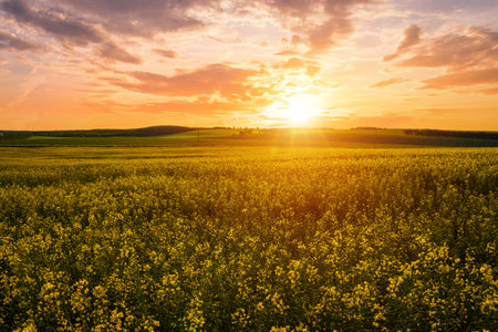 Yellow bright flowers in a bloom in a field of rapeseed at sunset light, creating a beautiful summer landscape.の写真素材
