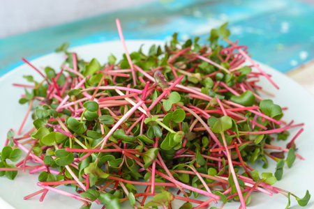 Fresh red radish microgreens on a white plate on a table. Healthy sprout plant ingredient for vegan...
