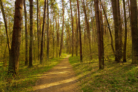 Path leads through a sunlit pine forest in spring. Beautiful nature landscape for tranquil scene...