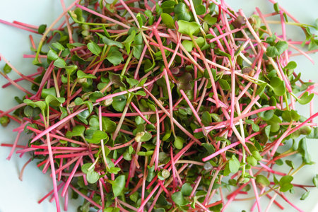 Fresh red radish microgreen plant sprouts close up. Top view, macro shot. Healthy ecological food...