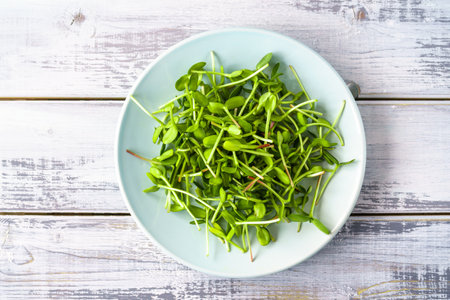 Fresh green sunflower microgreens on a blue plate on a table. Healthy sprout plant ingredient for...