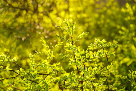 Full frame image of a dense lime green shrub with young leaves in late spring or early summer, illuminated by sunlight, for nature and garden design themes.の写真素材