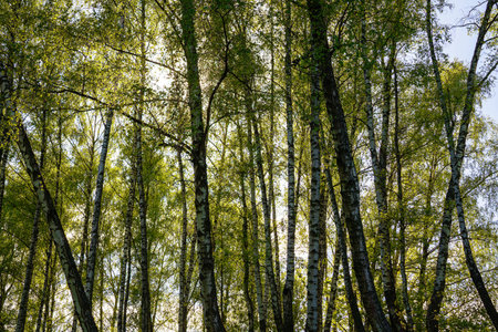 Sunlight filtering through the tall birch trees in a lush green forest, creating a serene and...