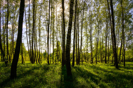 Sunlight filtering through the tall birch trees in a lush green forest, creating a serene and...
