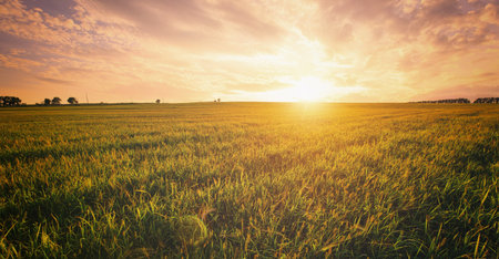 Golden hour over grain field for pastoral serenity. Sunlight illuminating wheat field with harvest...