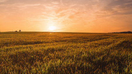 Golden hour over grain field for pastoral serenity. Sunlight illuminating wheat field with harvest...