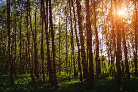 Sunlight filtering through the tall birch trees in a lush green forest, creating a serene and...