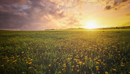 Bright vivid rural landscape at sunset, warm summer field with many yellow dandelion flowers for...
